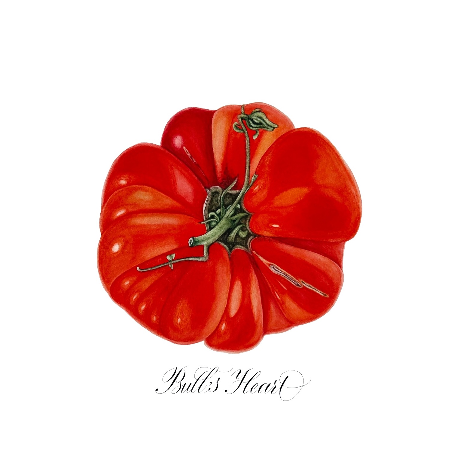 Botanical Art example 1