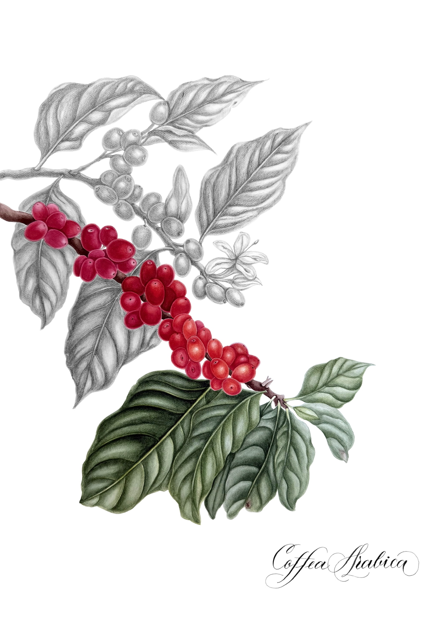Botanical Art example 8