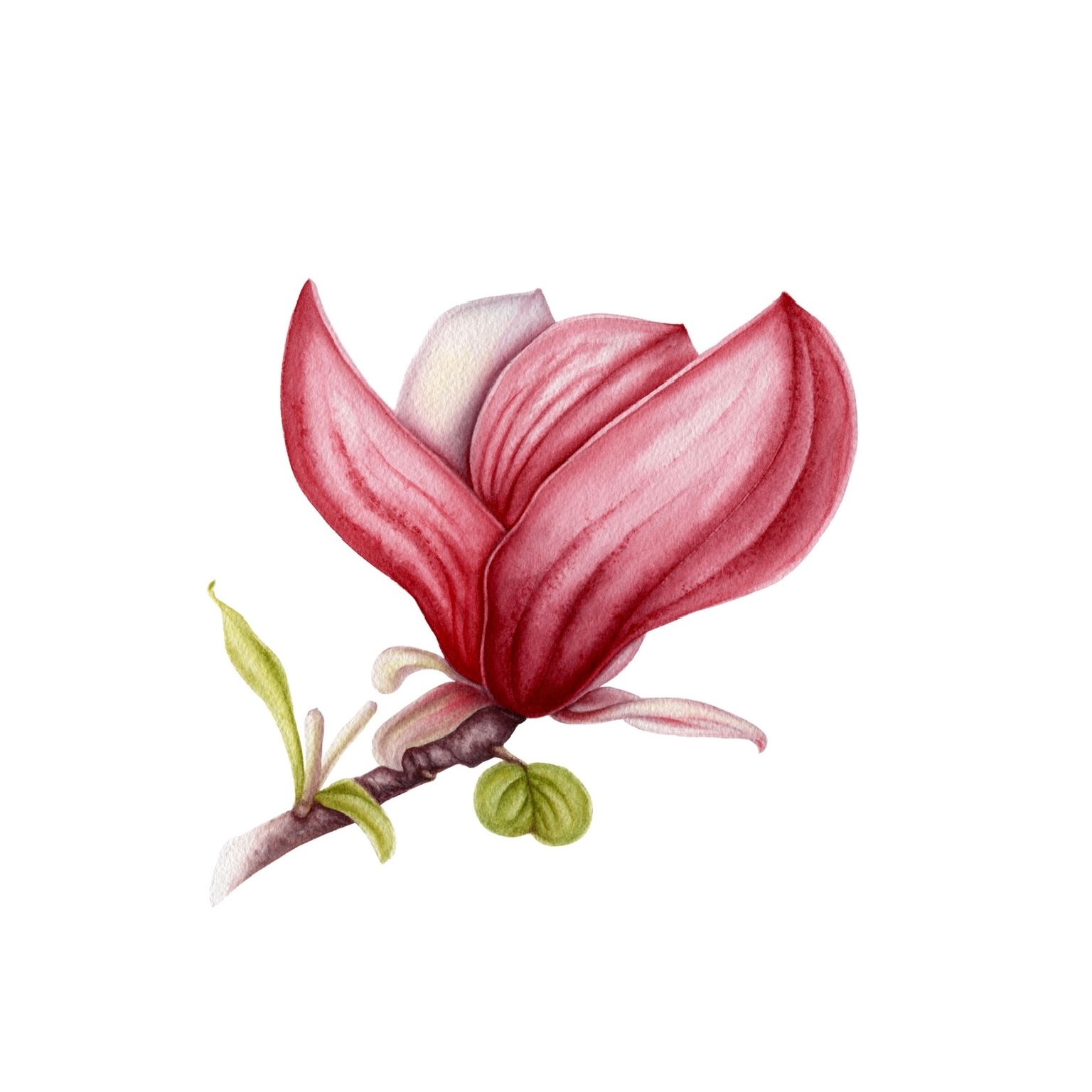 Botanical Art example 9