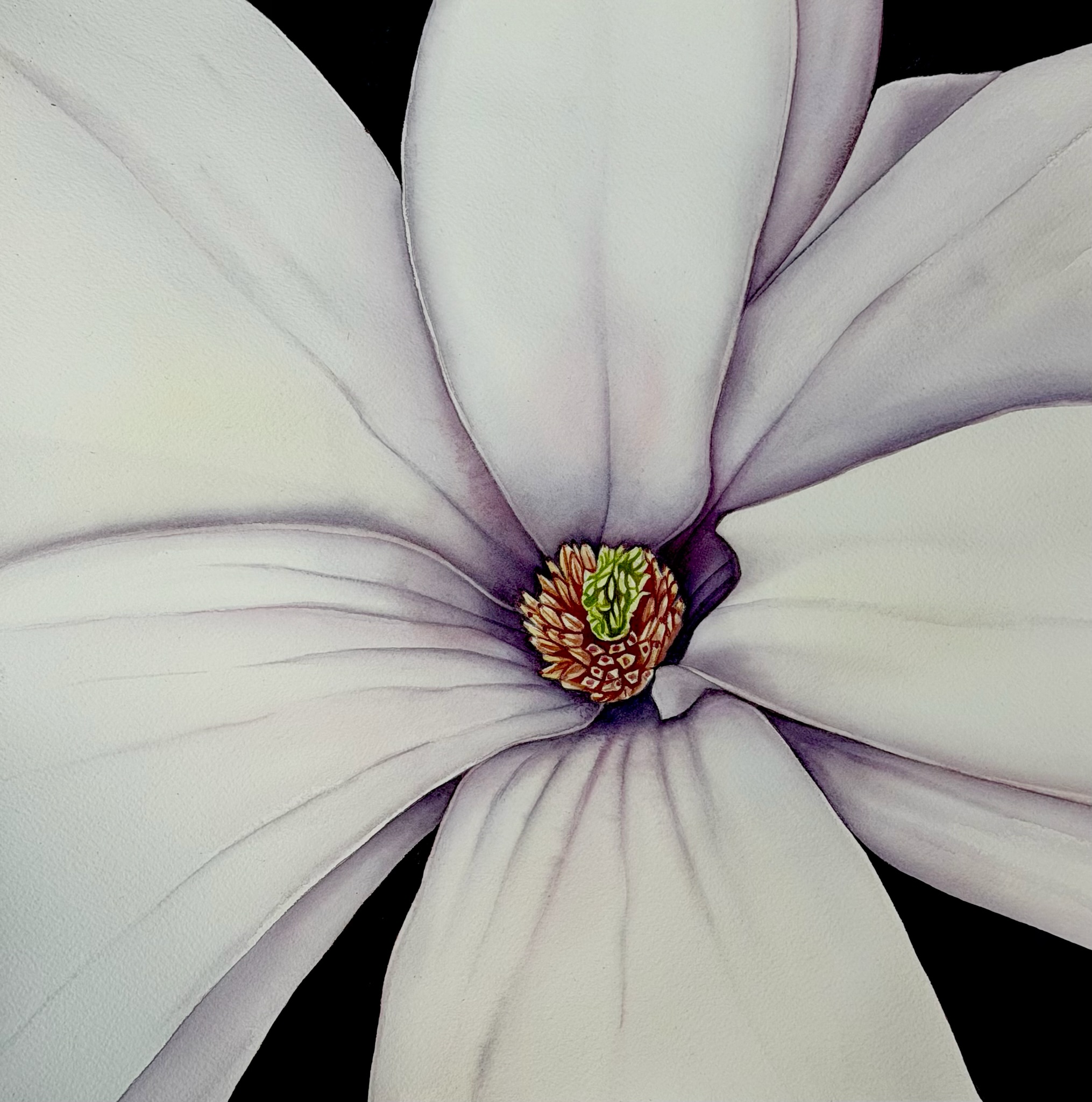 Botanical Art example 10