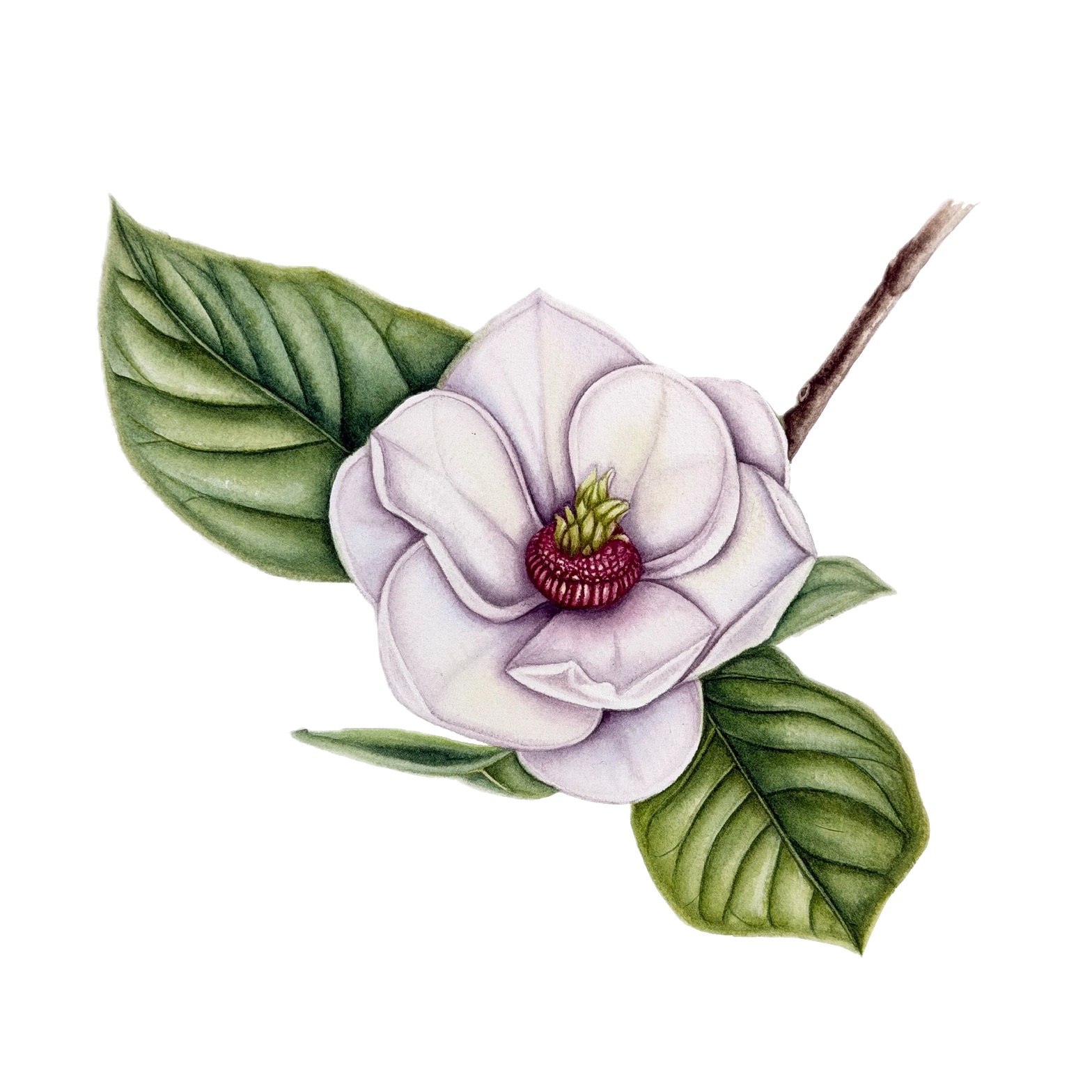 Botanical Art example 11