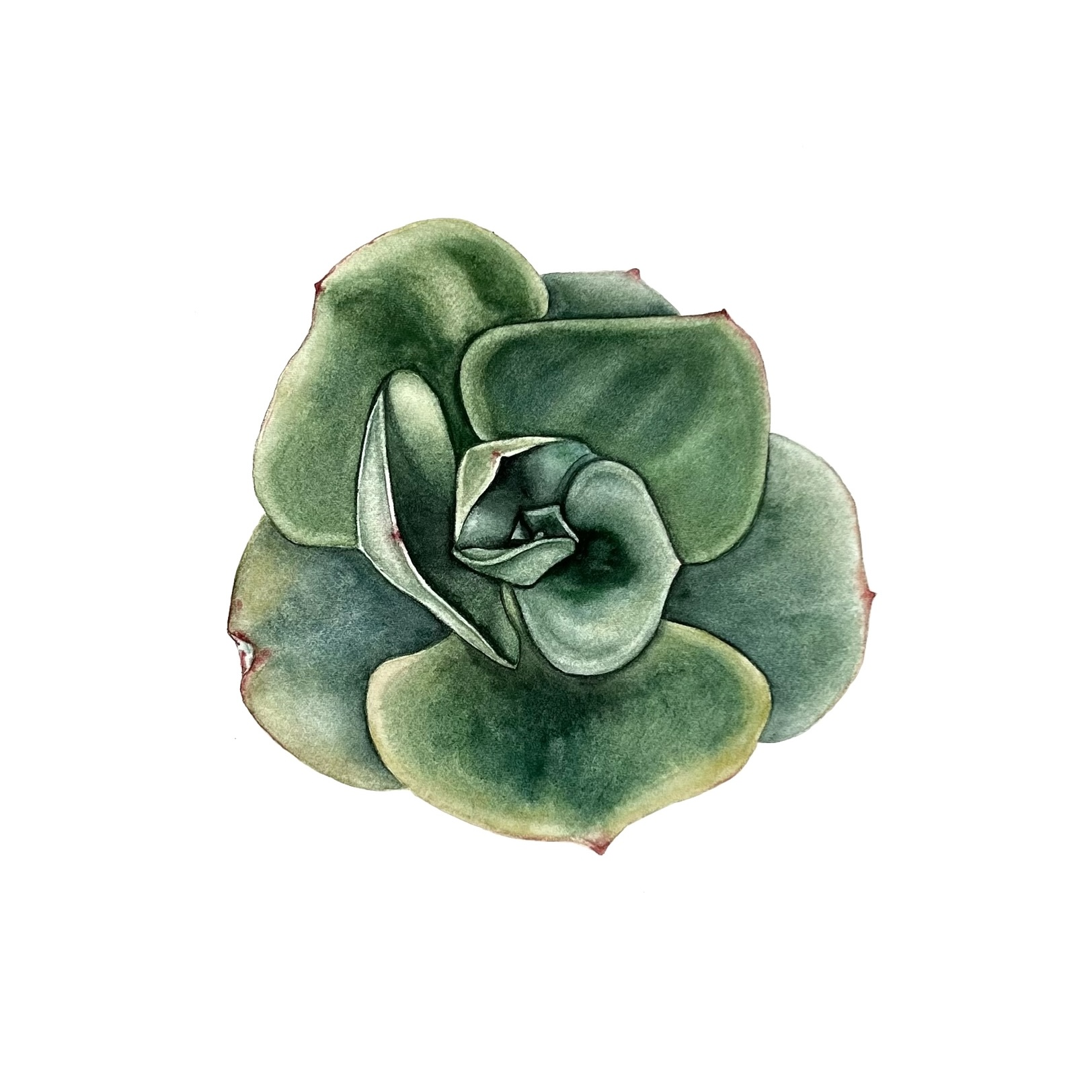 Botanical Art example 2