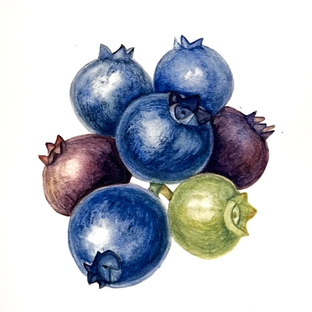 Botanical Art example 3