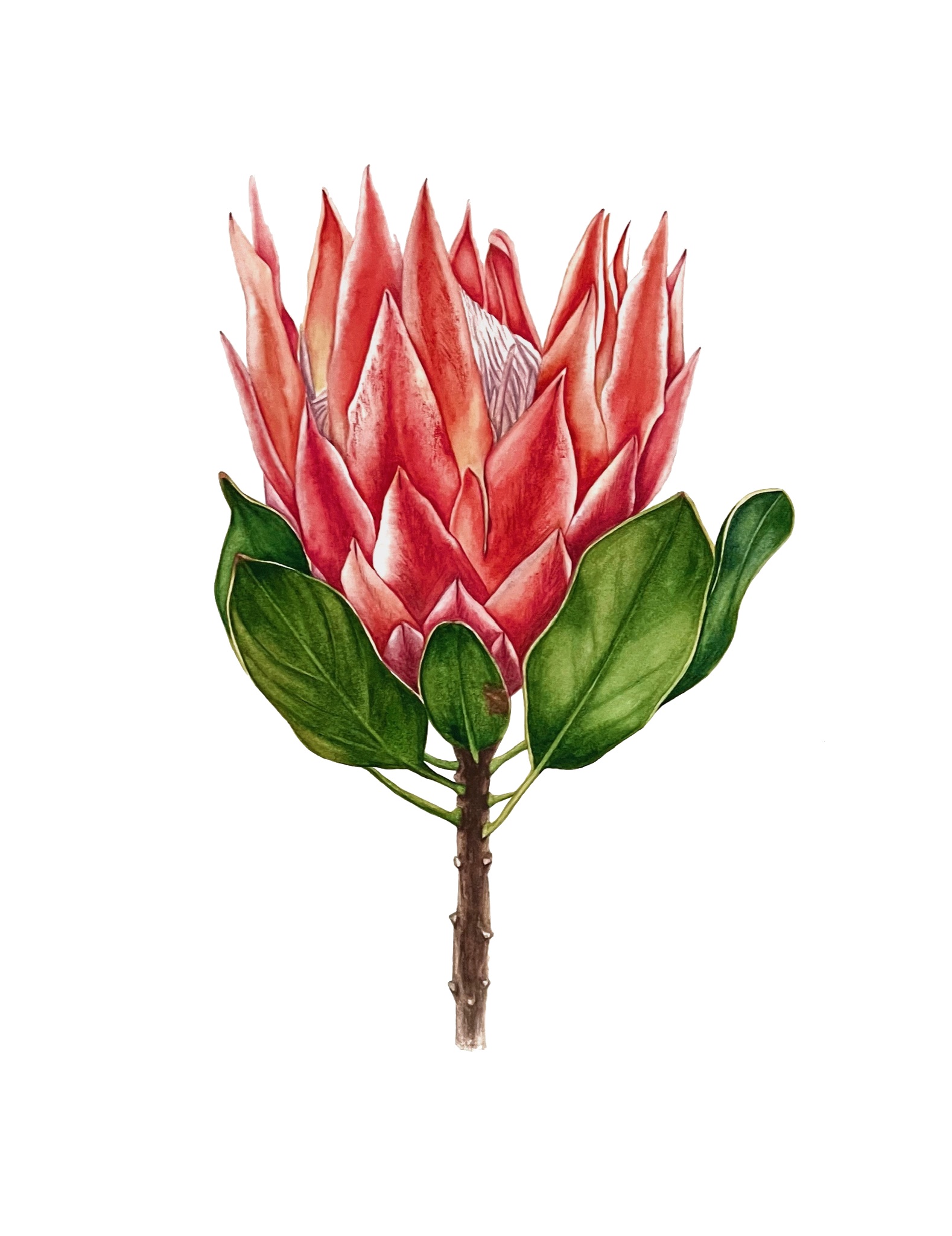 Botanical Art example 4