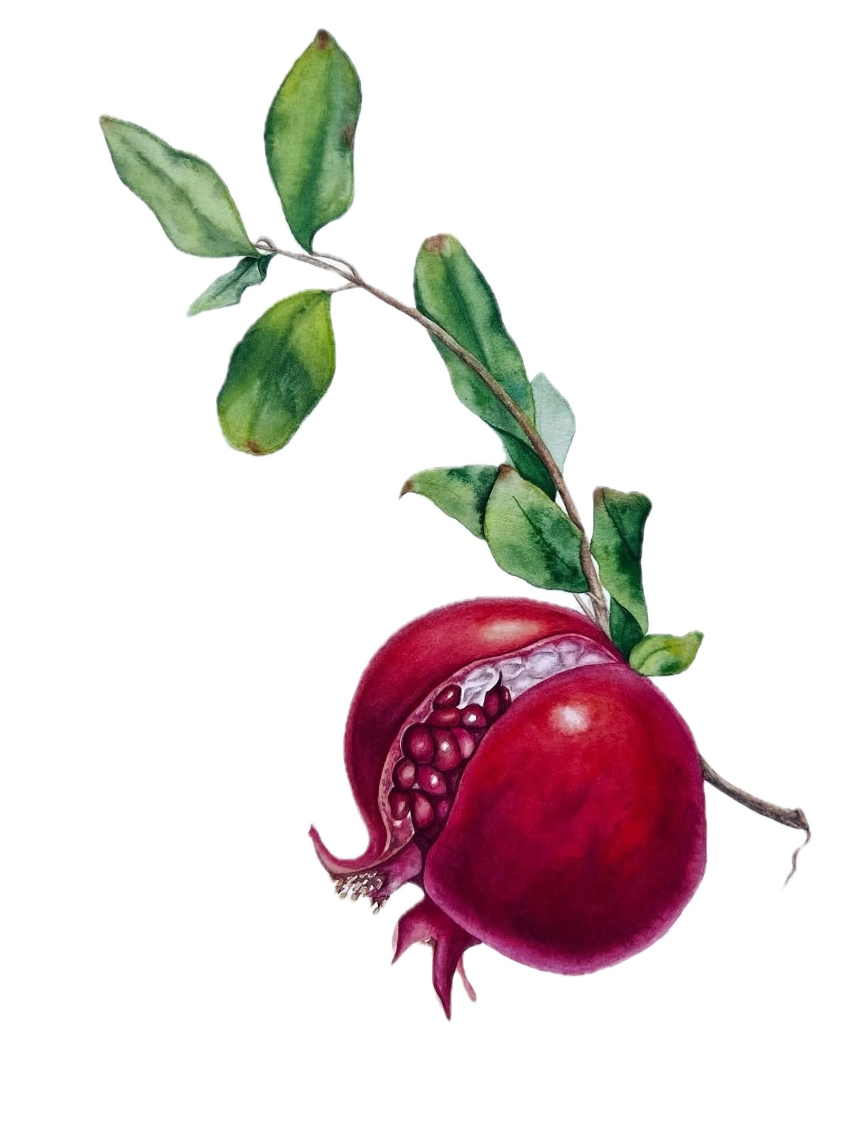 Botanical Art example 5