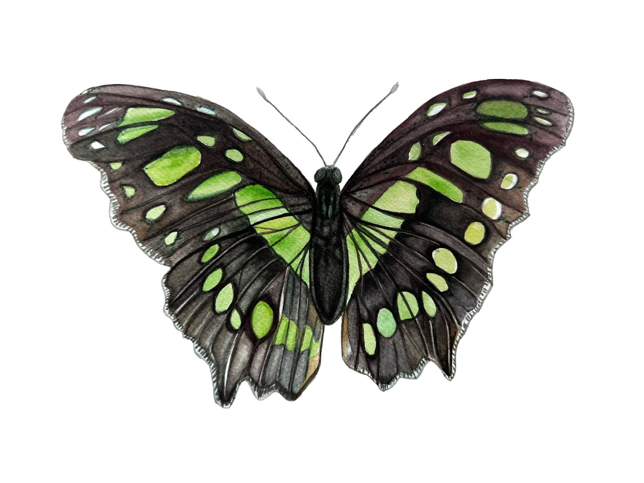 Botanical Art example 6