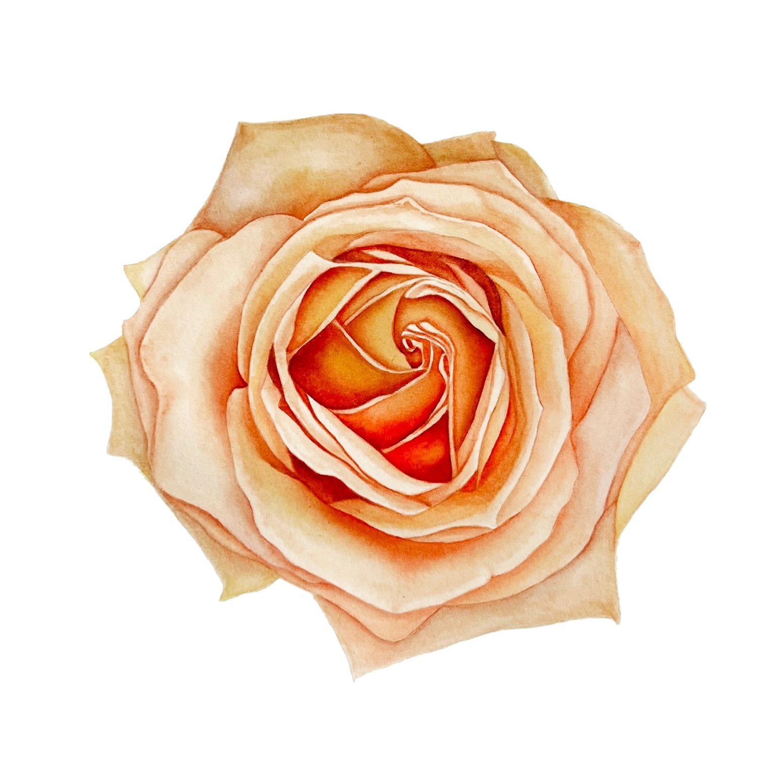 Botanical Art example 7